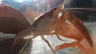 Time lapse mode on iphone(shrimp is eating his own shell)