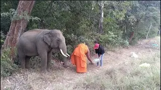 😲 අලියා භික්ෂුවට කල දේ බලන්න | Sri Lanka Elephant Incident