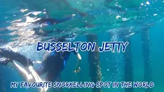 Busselton Jetty snorkelling! - BEST dive location so far! #scubadiving #gopro #fyp #beach #perth #wa