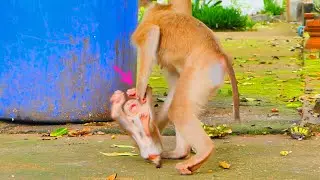 Good mom or not...When mommy monkey ANISSA take care her baby monkey NIKO with food like that.