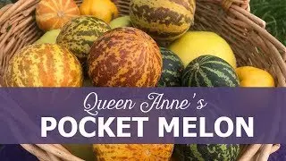 Queen Anne's pocket melon - Mangomelon