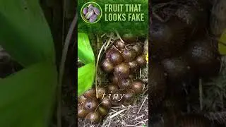 This Fruit Looks Like Dragon Scales&hellip; But Wait Until You Peel It
