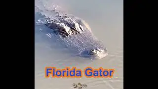 Gangsta Gator 🐊