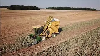 Récolte d'oignon porte-graine avec une machine 🇫🇷 ! Unique en France ! 🇫🇷