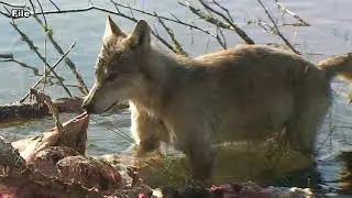 Wolves on Isle Royale