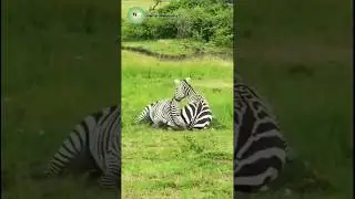 Zebra Attacks Pregnant Female to Stop Birth &mdash; Unbelievable Wild Moment!