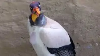 El Rey de los Gallinazos