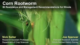 Corn Rootworm: Bt Resistance and Management Recommendations for Illinois