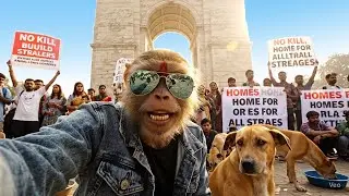 Joined Protest For Dogesh Bhai at India Gate 🤨💔 Save Delhi Stray Dogs