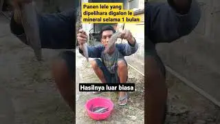 panen lele yang dipelihara di galon le mineral selama 1 bulan