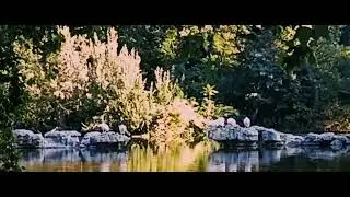 Kifejezem nagyrabecsülésem: A Szent James Park pelikánjai  |  I'm grateful for the pelicans