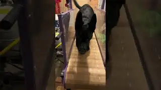 Bira vom Bakerhaus daughter of Gringo Ja Na Ka 2019 WUSV world champion #viral #dogs #exercise