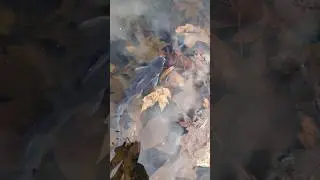 Feeding our Big Crappie and Bass! #pondmanagement #fishing #pondfishing