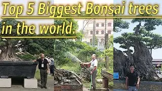 Top 5 biggest Bonsai trees in the world!
