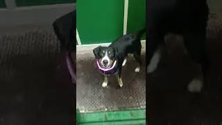 &lrm;⁨@misshanny23⁩&nbsp;#собака #dog #энтлебухер #дрессура #энтлебухер #puppy