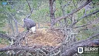 Berry College Eagles~Male Waits On Nest-Lady Eagle Returns Eats Leftovers_12.16.20