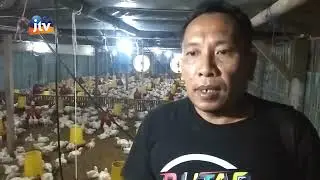 BLITAR - Siasati Ancaman Cuaca Ekstrim, Peternak Ayam Broiler Di Blitar Ramai ramai Pasang Blower