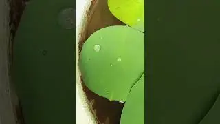 #Morgenstimmung #Lotus #Wassertropfen #Trending #Viralvideo #Natur #Kurzvideo #Shorts