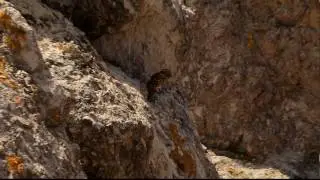 Steenuil - Athene noctua - Little Owl