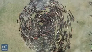 Drone footage of real horse power, skill in N China