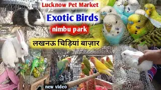 Lucknow Pet Market | exotic birds🐇🦜😍 | nimbu park | new video #pets #viralvideo #birds #viral #pet 
