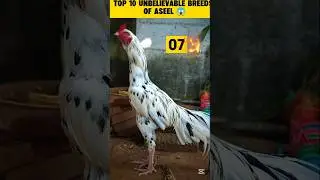 Top 10 Dangerous breeds of Aseel 😱🔥#aseelmurgatop10breed#aseel#pet#youtubeshorts #viralshort