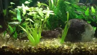 Iquatics t5 light reflectors