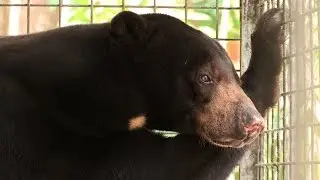 SUN BEAR ENCLOSURE PROJECT 2016 - November