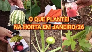 HORTA O QUE PLANTEI ? #hortanoquintal #hortaemvaso