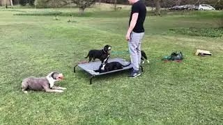 Excitable Staffy Jack Russell Cross | Leroy | Dog Training in London