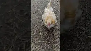 🐣🌈 Adorable Fluff: A Day in the Life of a Cute Little Chicken! 🎀🐥 #chicken #nature #animal #shorts