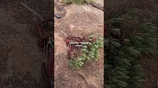 collecting mopane worms in the mountain
