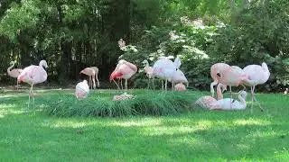 Chilean flamingo activity (for behaviour practical)