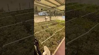 Rhythm of Life Cannabis (MA) #gardening #farming #cannabis