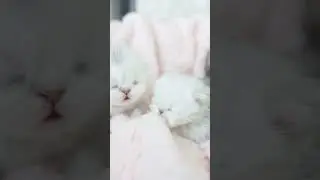The Sweetest Kitten Cuddle Party Ever!😻