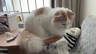 テーブルの上に置き物のように鎮座する猫神様 -Kohaku sits on the table like a decorative ornament.