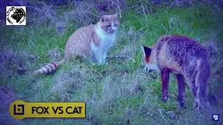 The Prey and the Predator: Understanding Human and Animal Responses to Conflict, Renaldo McKenzie