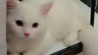 cats funny videos| funny 😹 cat|#catchannel #cat #funnycat #newchannel #funnypet