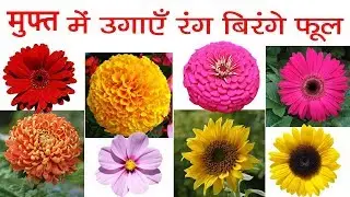 मुफ्त में उगाइये ये रंग - बिरंगे फूल || Get Flower Plants For Free