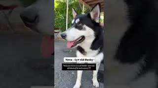 Rare CALM Huskies we met at the rescue adoption event 🐾