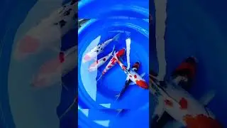 Japanese koi carp 8 to 12 inches available in eshwar aquarists cheapest price available