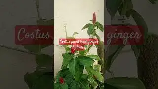 costus plant #balconygarden #plant