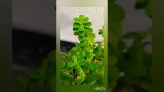 Zed tree #save tree #nature beauty #zed plant #shorts