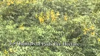 Herbal Wealth of India - English Version