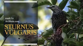 Common Starling [Sturnus Vulgaris]