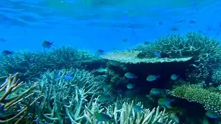 Deep Sea Relaxation -Voyage in the Abyss