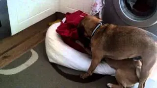 Cockerpugs wuzeln sich auf der Schmutzwaesche feat. MaliCharlie