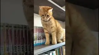 707 Cats Say Sorry