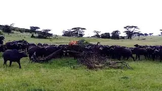 Lion finds itself trapped and surrounded by a buffalo herd