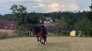 Kaltblut Akademische Reitkunst